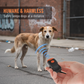 Portable Ultrasonic Dog Repeller with Strobe Light